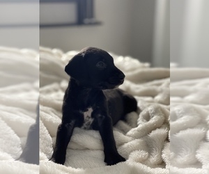 Dalmatian-Goldendoodle Mix Puppy for sale in LAKELAND, FL, USA