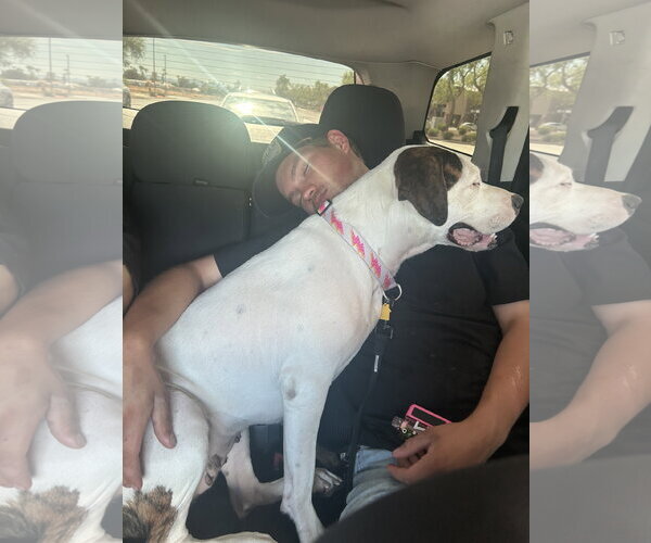 Medium Photo #2 Argentinian Mastiff-Unknown Mix Puppy For Sale in Chandler, AZ, USA