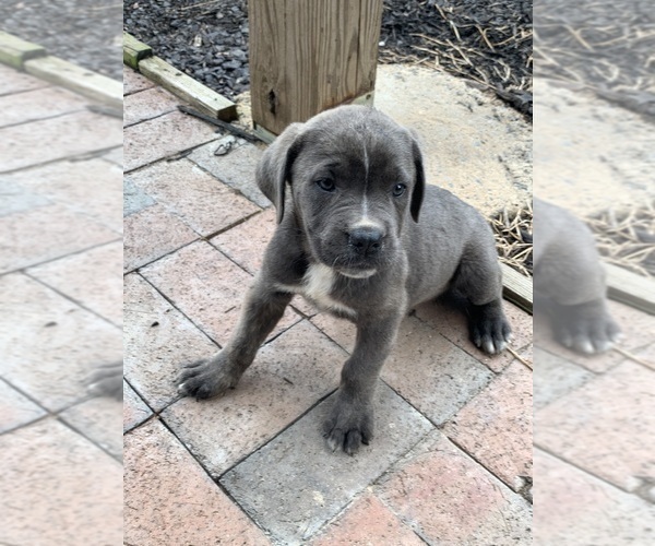 Medium Photo #4 Cane Corso Puppy For Sale in KINGS MOUNTAIN, NC, USA