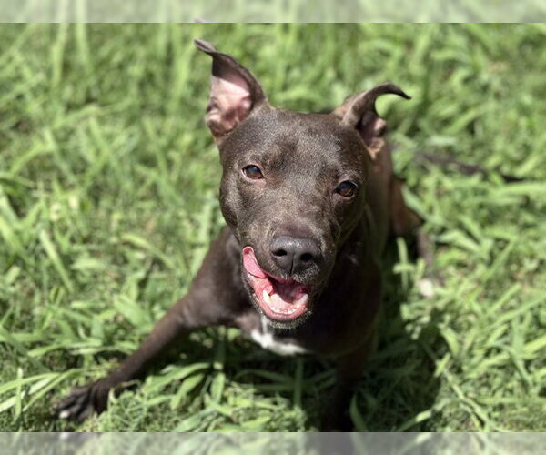 Medium Photo #1 Mutt Puppy For Sale in Tulsa, OK, USA
