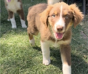 Australian Shepherd Puppy for sale in CERES, CA, USA