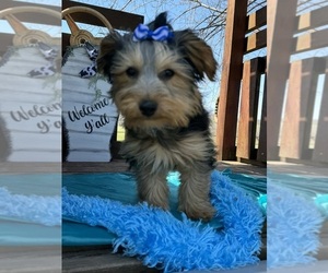 Yorkshire Terrier Puppy for sale in LANCASTER, MO, USA