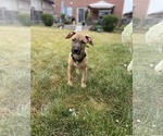 Small #4 Mastiff Mix