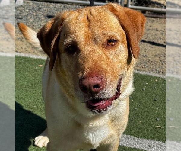 Medium Photo #2 Labrador Retriever Puppy For Sale in San Diego, CA, USA