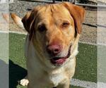 Small Photo #2 Labrador Retriever Puppy For Sale in San Diego, CA, USA