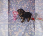 Puppy Mia Yorkshire Terrier