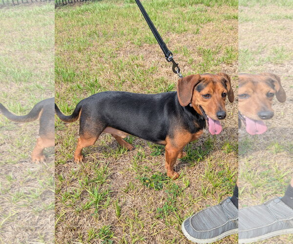 Medium Photo #2 Basset Hound-Miniature Pinscher Mix Puppy For Sale in Valrico, FL, USA