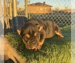 Small #27 English Bulldog