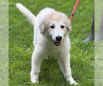 Small #3 Great Pyrenees