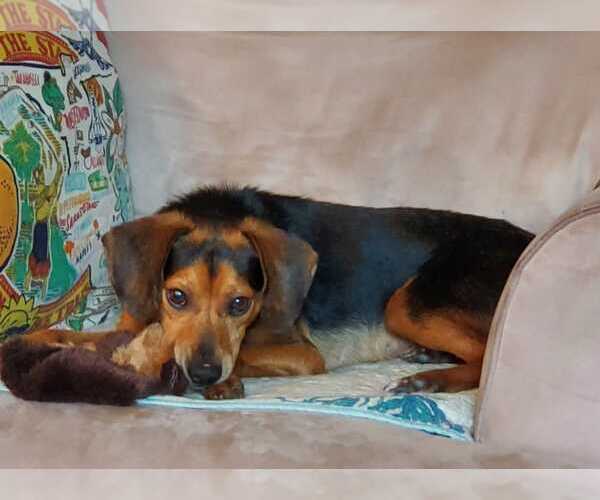 Medium Photo #8 Beagle-Unknown Mix Puppy For Sale in Dunnellon, FL, USA