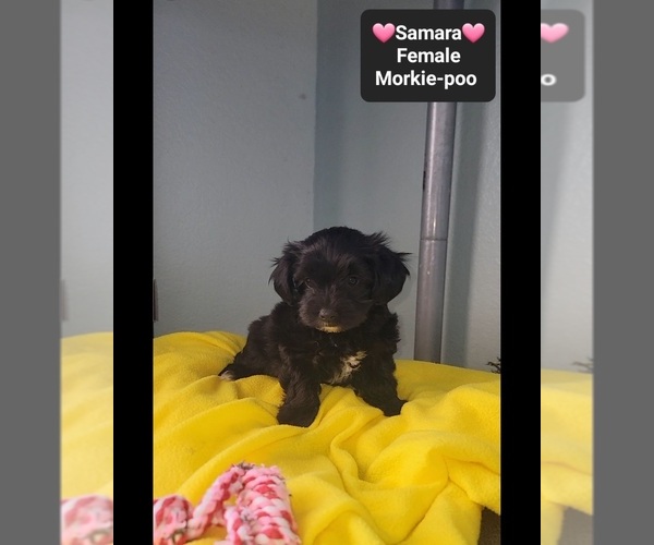 Medium Photo #2 Morkie Poo (Toy) Puppy For Sale in TUCSON, AZ, USA