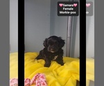 Small #1 Morkie Poo (Toy)