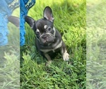 Small French Bulldog