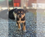 Small #2 Siberian Husky Mix