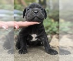 Small #2 Cane Corso