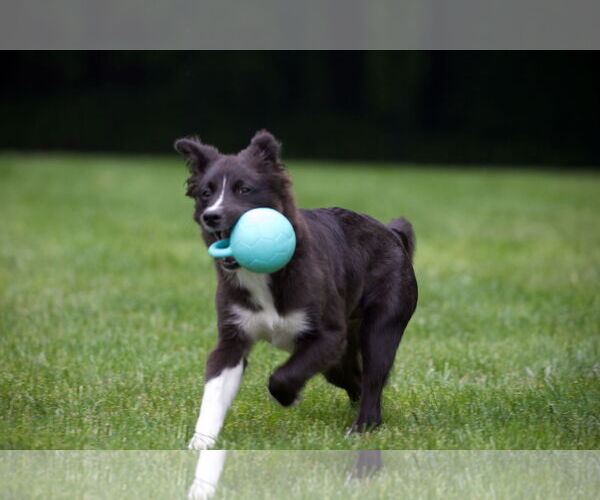 Medium Photo #3 Carolina Dog Puppy For Sale in Highland, IL, USA