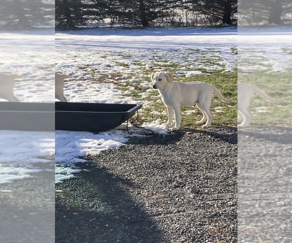 Medium Photo #5 Labrador Retriever Puppy For Sale in THORP, WI, USA