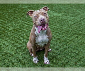 American Pit Bull Terrier Dogs for adoption in Pasadena, CA, USA