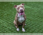 Small American Pit Bull Terrier