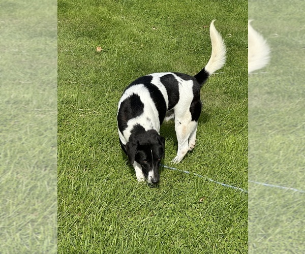 Medium Photo #3 Beagle-German Shepherd Dog Mix Puppy For Sale in ELLENVILLE, NY, USA