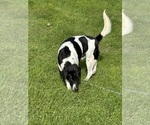 Morgan the cow - Male Beagle-German Shepherd Dog Mix Dog for Adoption - Photo #3