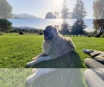Small Photo #11 Anatolian Shepherd-Great Pyrenees Mix Puppy For Sale in AGOURA HILLS, CA, USA