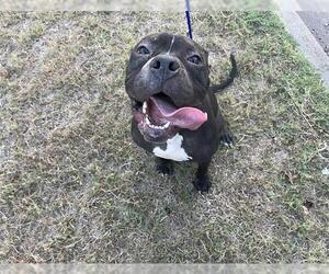 American Pit Bull Terrier-Unknown Mix Dogs for adoption in Waco, TX, USA