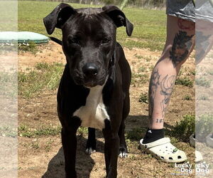 Boxador Dogs for adoption in Washington, DC, USA
