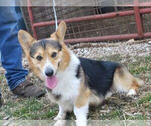 Father of the Pembroke Welsh Corgi puppies born on 07/11/2022