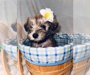 Schnauzer (Miniature) Puppy for sale in ATHENS, AL, USA