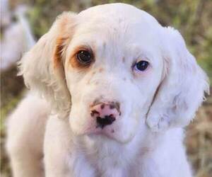 English Setter Puppy for sale in BOISE, ID, USA