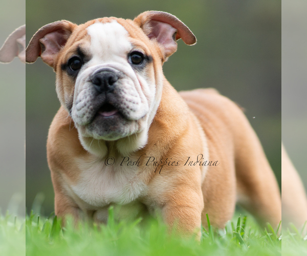 Medium Photo #14 Bulldog Puppy For Sale in WARSAW, IN, USA