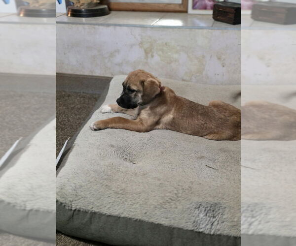 Medium Photo #1 Great Pyrenees-Unknown Mix Puppy For Sale in Aurora, IN, USA