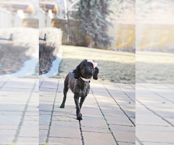 Medium Photo #4 Poodle (Miniature)-Unknown Mix Puppy For Sale in Sandy, UT, USA