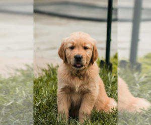 Golden Retriever Dog for Adoption in AURORA, Indiana USA