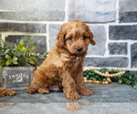 Small #2 Cockapoo (Toy)