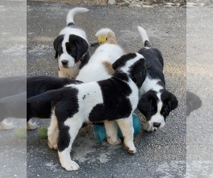 Cane Corso-Saint Bernard Mix Puppy for sale in WORCESTER, MA, USA