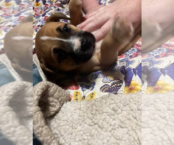 Medium Photo #2 Mutt Puppy For Sale in Poplar Bluff, MO, USA