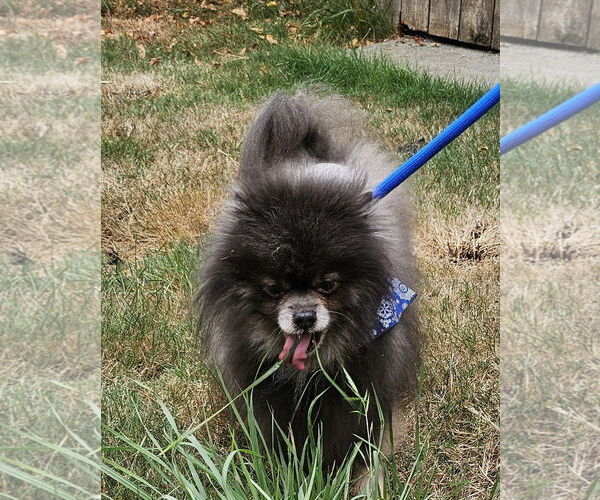 Medium Photo #9 Pomeranian Puppy For Sale in Seattle, WA, USA