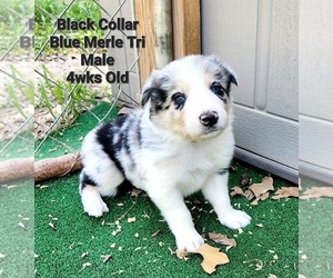 Border Collie Puppy for Sale in ELMENDORF, Texas USA