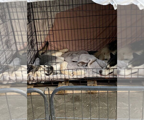 Medium Photo #2 German Shepherd Dog-Unknown Mix Puppy For Sale in Lake Forest, CA, USA