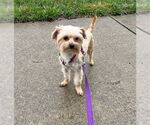 Small #3 Mutt