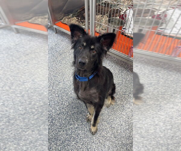 Medium Photo #7 Mutt Puppy For Sale in Bemidji, MN, USA