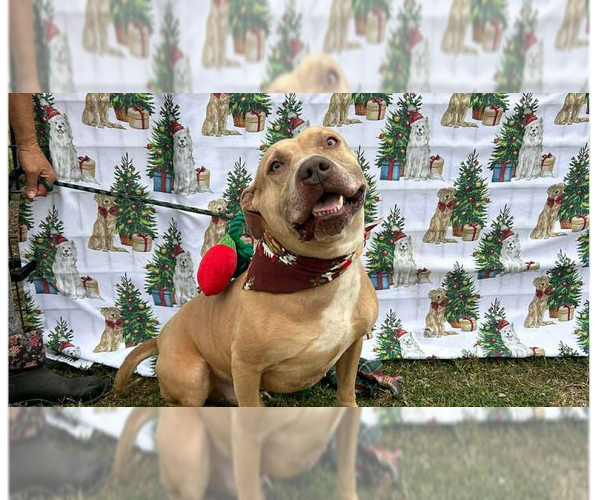 Medium Photo #1 Mutt Puppy For Sale in Abbeville, LA, USA