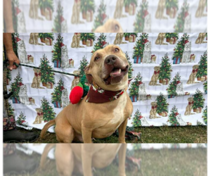 Mutt Dogs for adoption in Abbeville, LA, USA