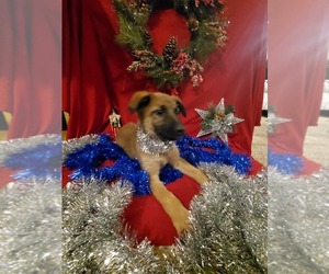 Belgian Malinois-Great Pyrenees Mix Puppy for sale in CO SPGS, CO, USA