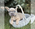 Small #1 French Bulldog