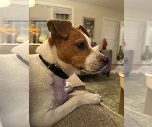 Medium Photo #29 Mutt Puppy For Sale in Philadelphia, PA, USA