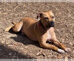 Small #1 American Pit Bull Terrier Mix