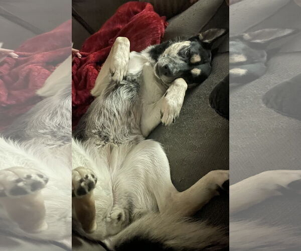 Medium Photo #20 Huskies -Unknown Mix Puppy For Sale in Minneapolis, MN, USA